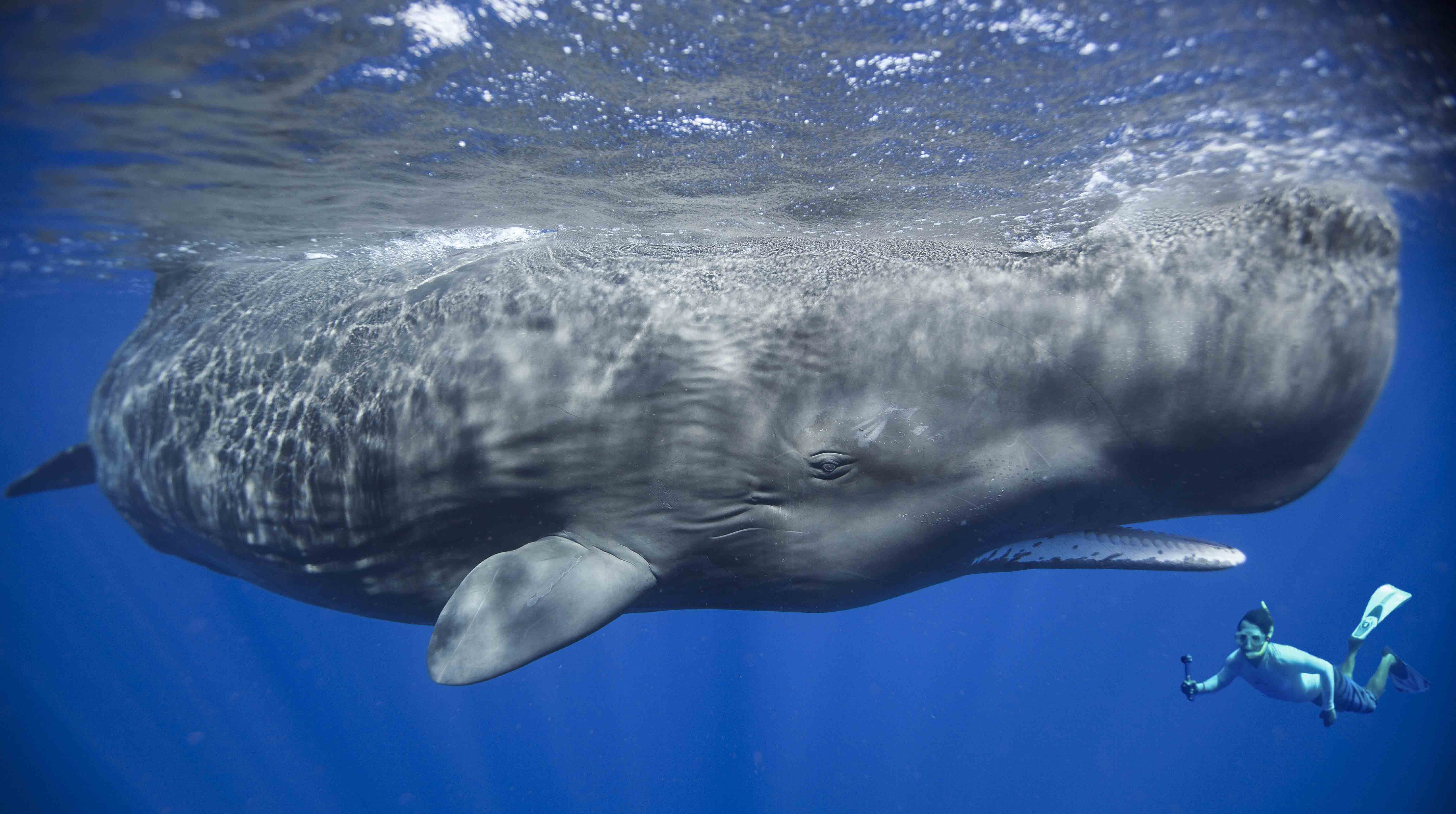 Большая масса океана. Китообразные Кашалот. Киты рыбы Кашалоты. Самый большой кит Кашалот. Карликовый Кашалот.