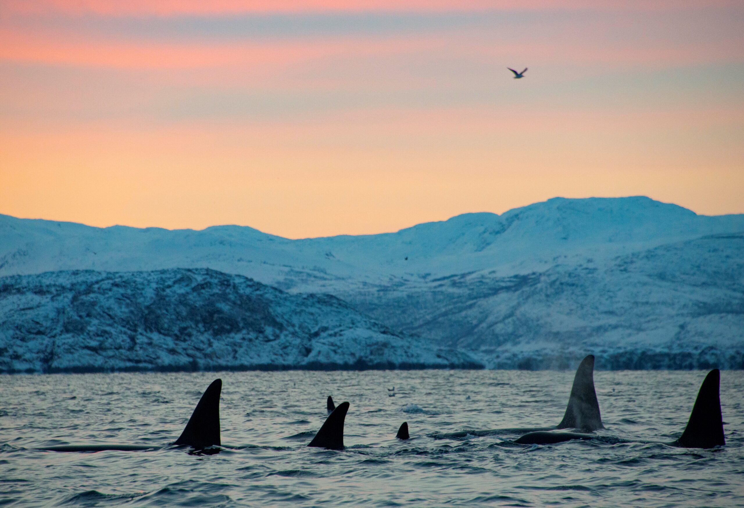 SWIM WITH ORCA AND HUMPBACKS - PLUS NORTHERN LIGHTS! - Picture Adventure